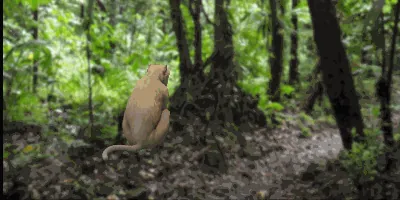 Animazione 3D di una scimmia che si muove in una foresta, esempio di modello 3D per video e-learning