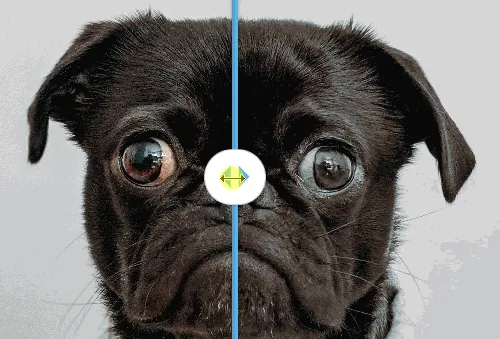 Confronto animato tra versione originale e compressa di una foto di cane per mostrare la qualità dopo la compressione