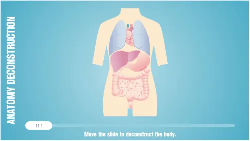 Illustrazione animata di un torso umano con organi interni evidenziati e barra di avanzamento per interazione hotspot