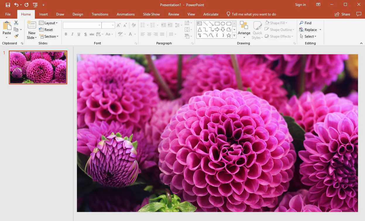 Interfaccia di PowerPoint con una slide che mostra una foto di fiori viola utilizzata come base per il riempimento di testo