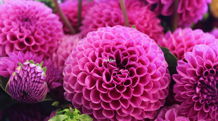 Fiori di dalia viola con la parola Dahlia sovrapposta al centro, esempio di testo riempito da immagine in PowerPoint