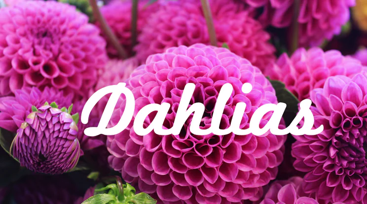 Scritta Dahlias in carattere corsivo bianco sovrapposta a fiori di dalia viola come esempio di testo riempito in PowerPoint