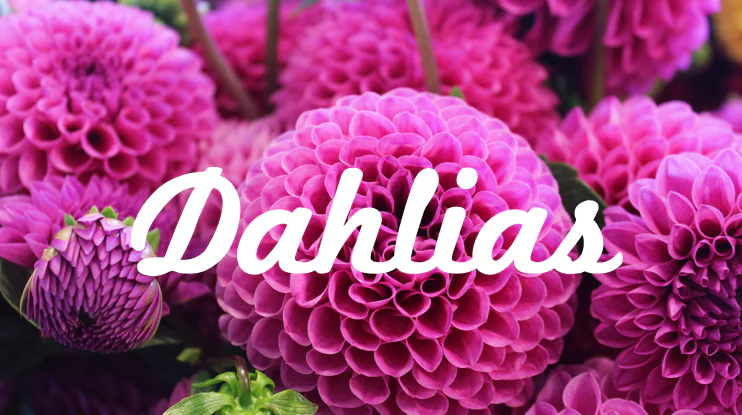 Scritta bianca Dahlias in grassetto su fiori di dalia rosa, esempio di riempimento testo con immagine in PowerPoint